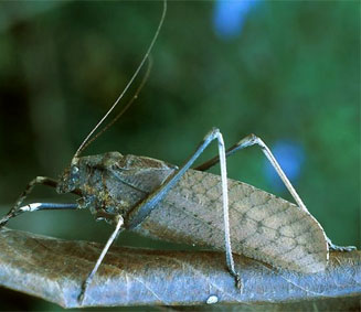 Anoedopoda lamellata