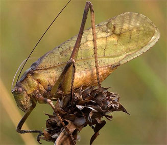 Anoedopoda lamellata