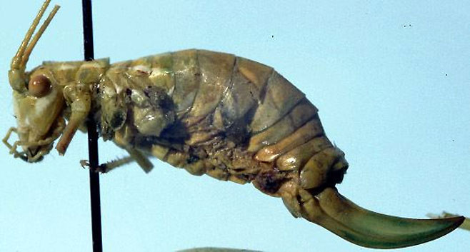 Brinckiella viridis