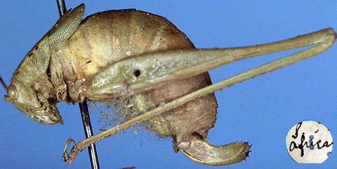 Austrodontura capensis