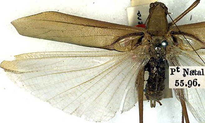 Symmetropleura plana