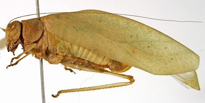 Eurycorypha brevicollis