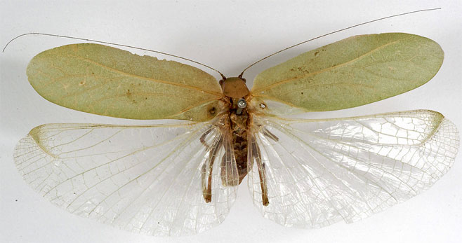 Eurycorypha cereris