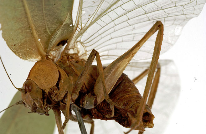 Eurycorypha cereris