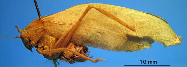 Eurycorypha cuspidata