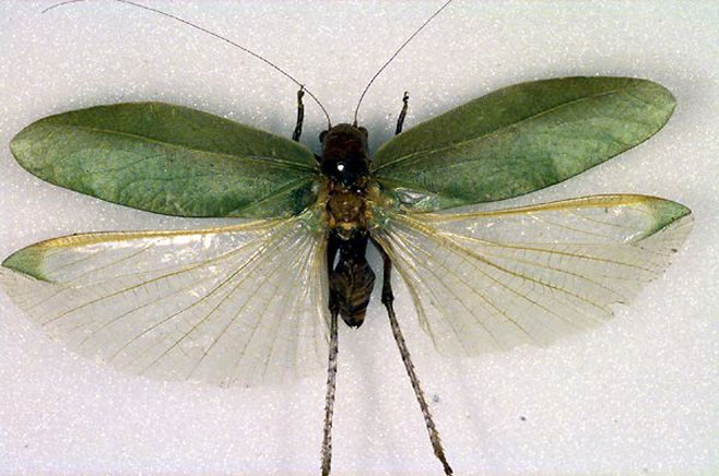 Monteiroa latifrons