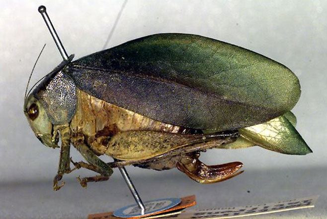 Monteiroa latifrons