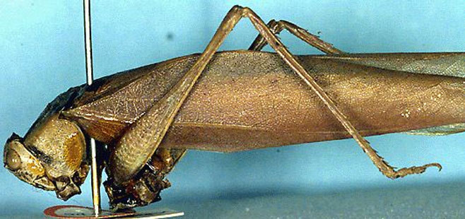 Monteiroa latifrons