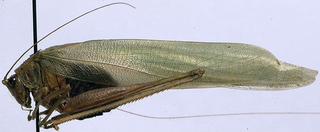 Catoptropteryx aurita
