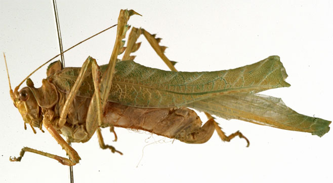 Terpnistria lobulata