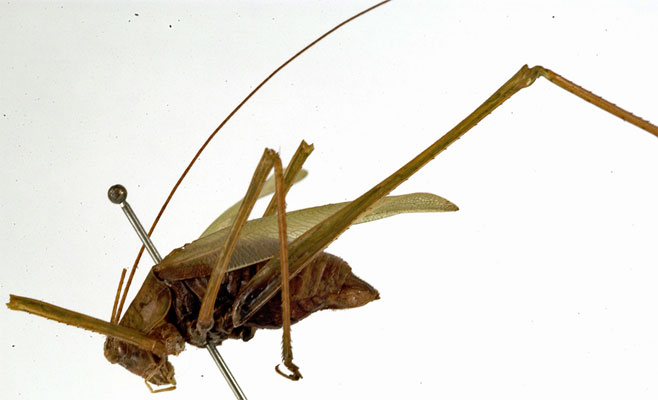 Conchotopoda grallatoria