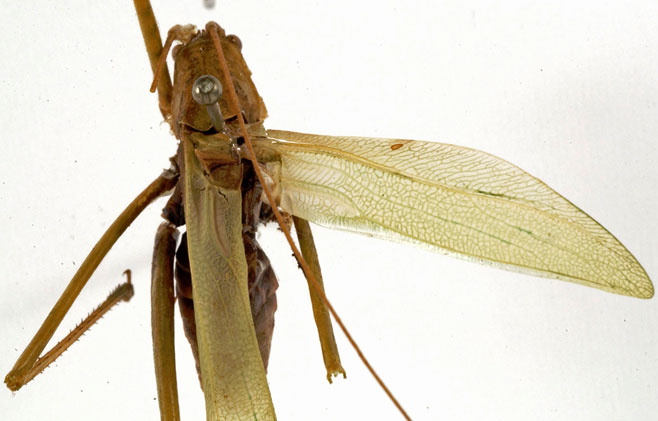 Conchotopoda grallatoria