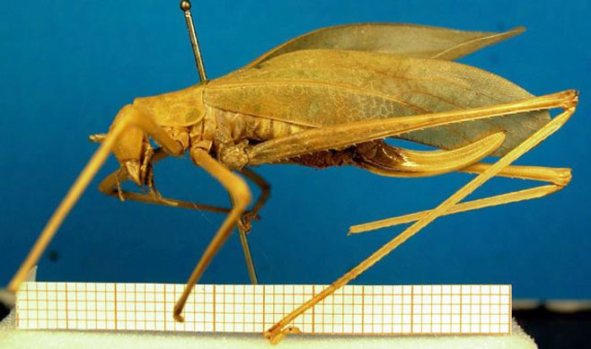 Horatosphaga serrifera