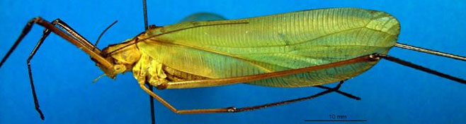 Horatosphaga serrifera