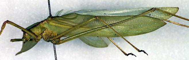 Horatosphaga stylifera