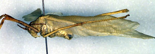 Prosphaga calaharica