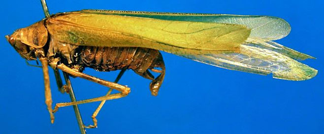 Corymeta amplectens