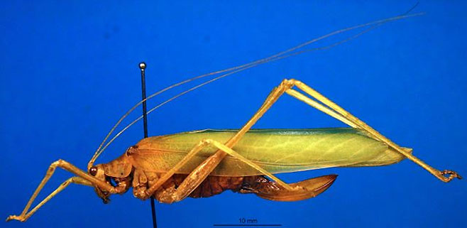 Corymeta amplectens