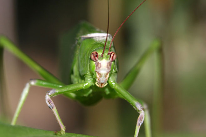 Arantia fasciata