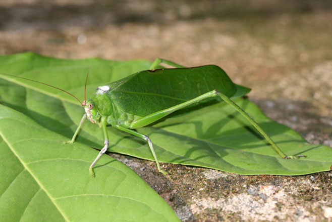 Arantia fasciata
