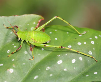 Arantia fasciata