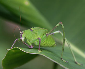 Arantia fasciata