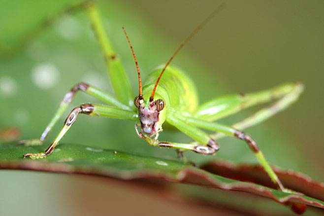 Arantia fasciata