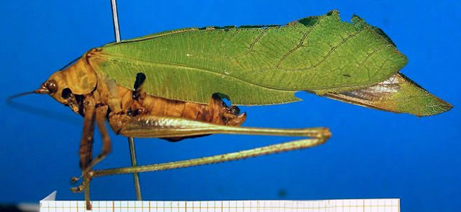 Debrona cervina