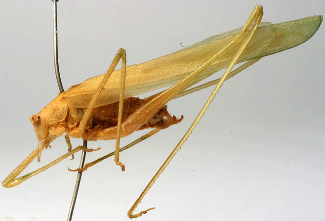 Ducetia chelocerca