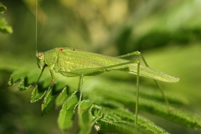 Phaneroptera sparsa
