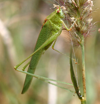 Phaneroptera sparsa