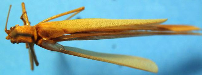 Phaneroptera gracilis 