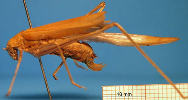 Phaneroptera gracilis 