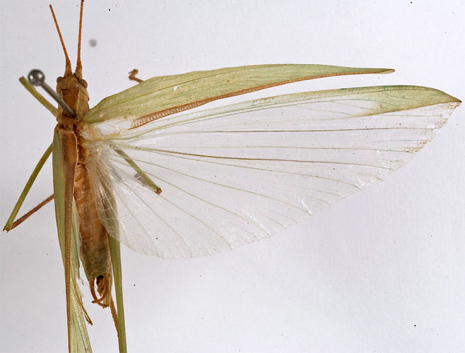 Tylopsis bilineolata