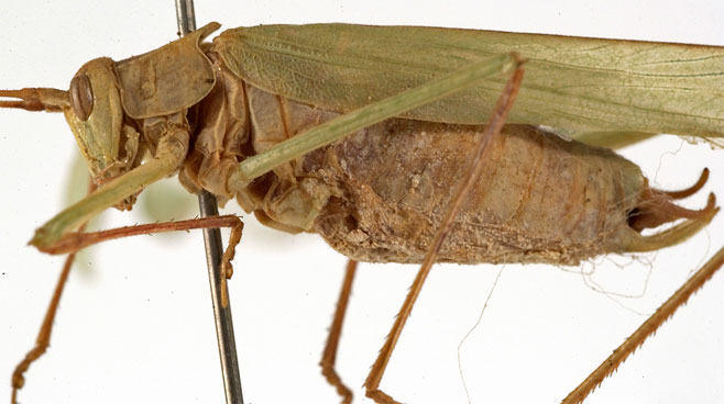 Tylopsis bilineolata