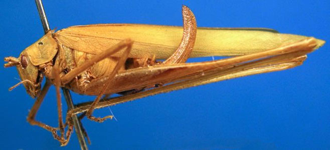 Tylopsis bilineolata