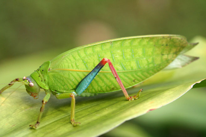 Zabalius ophthalmicus