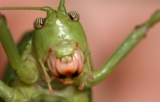 Zabalius ophthalmicus