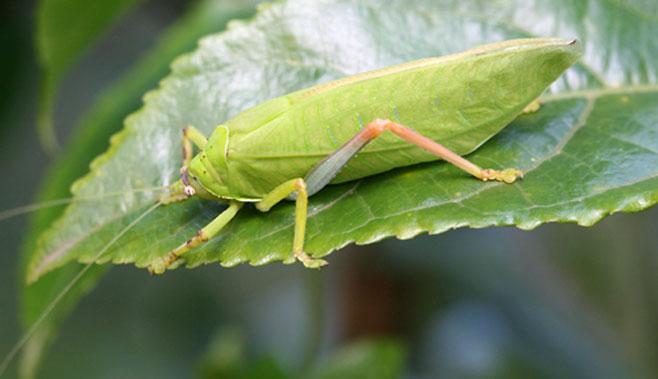 Zabalius ophthalmicus