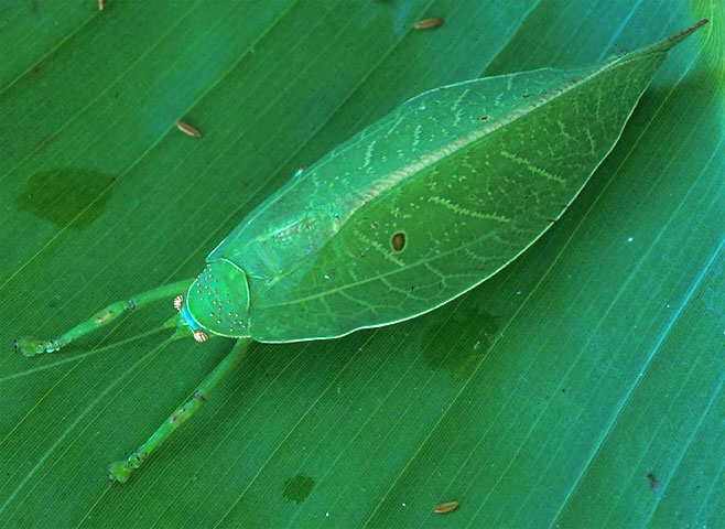 Zabalius ophthalmicus