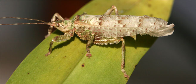 Cymatomera denticollis