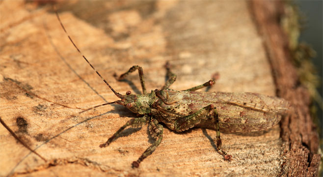 Cymatomera denticollis