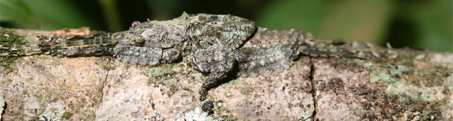 Cymatomera denticollis