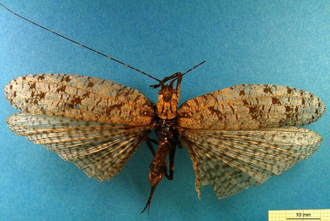 Cymatomera denticollis