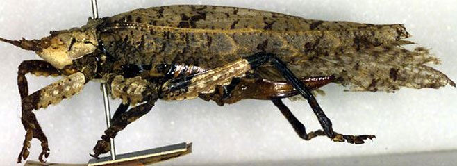 Cymatomera denticollis