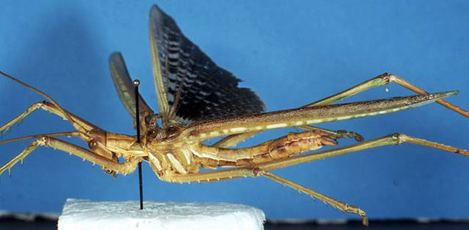 Clonia saussurei