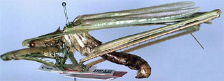 Clonia uvarovi