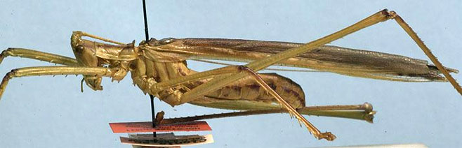 Clonia wahlbergi