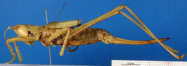 Clonia assimilis 