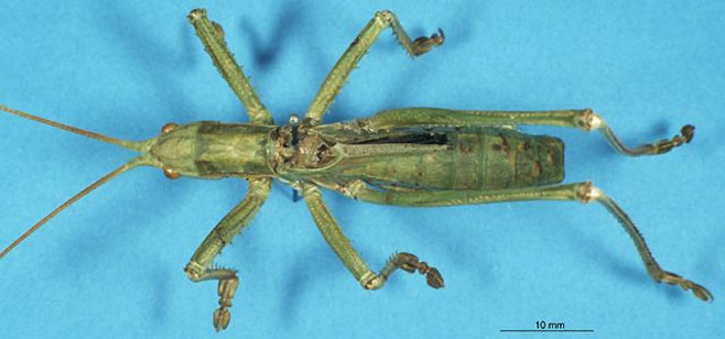 Clonia assimilis 